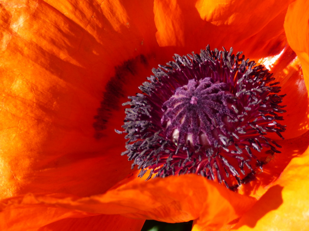 Poppy close-up by beryl