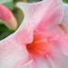 DSCN0648 pink flower by marijbar