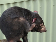 26th May 2017 - Tassie devil with itch