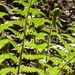 Fresh ferns in woodland by helenhall
