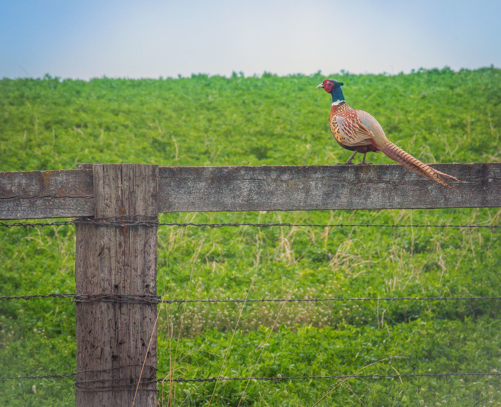 Male Pheasant on Fence by 365karly1