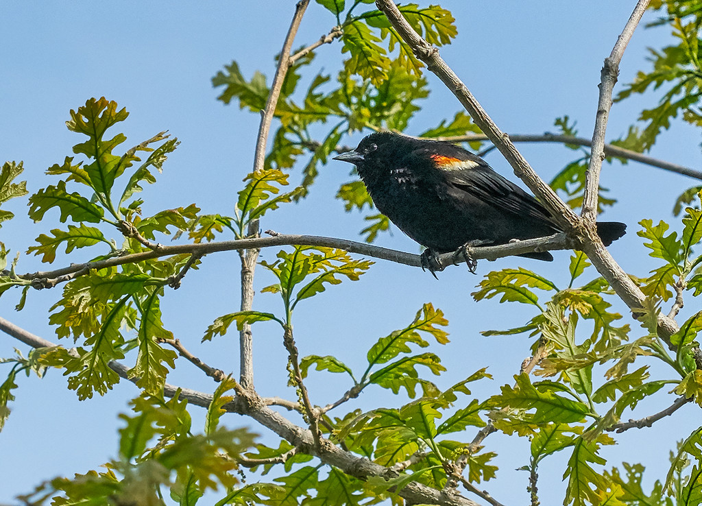 Red Winged Blackbird on High by gardencat
