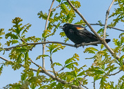 26th May 2017 - Red Winged Blackbird on High