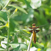 Broad-bodied Chaser by philhendry