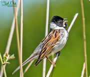 26th May 2017 - Singing In The Sunshine (Reed Bunting)