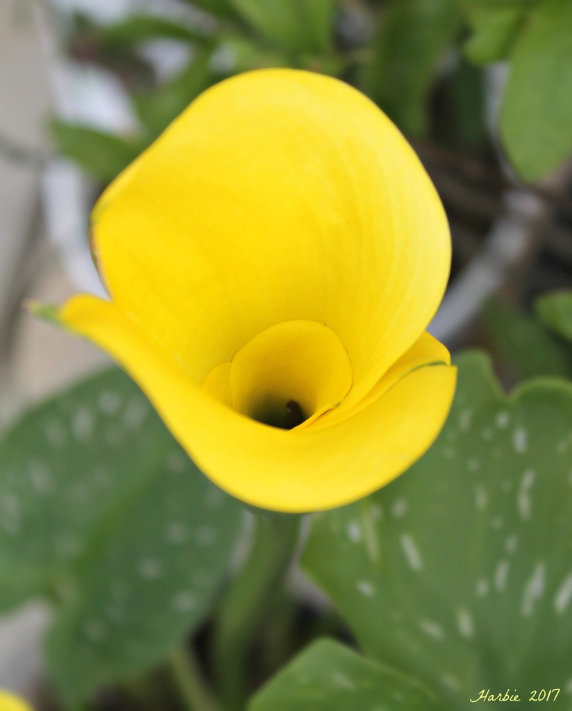 Calla Lilly by harbie