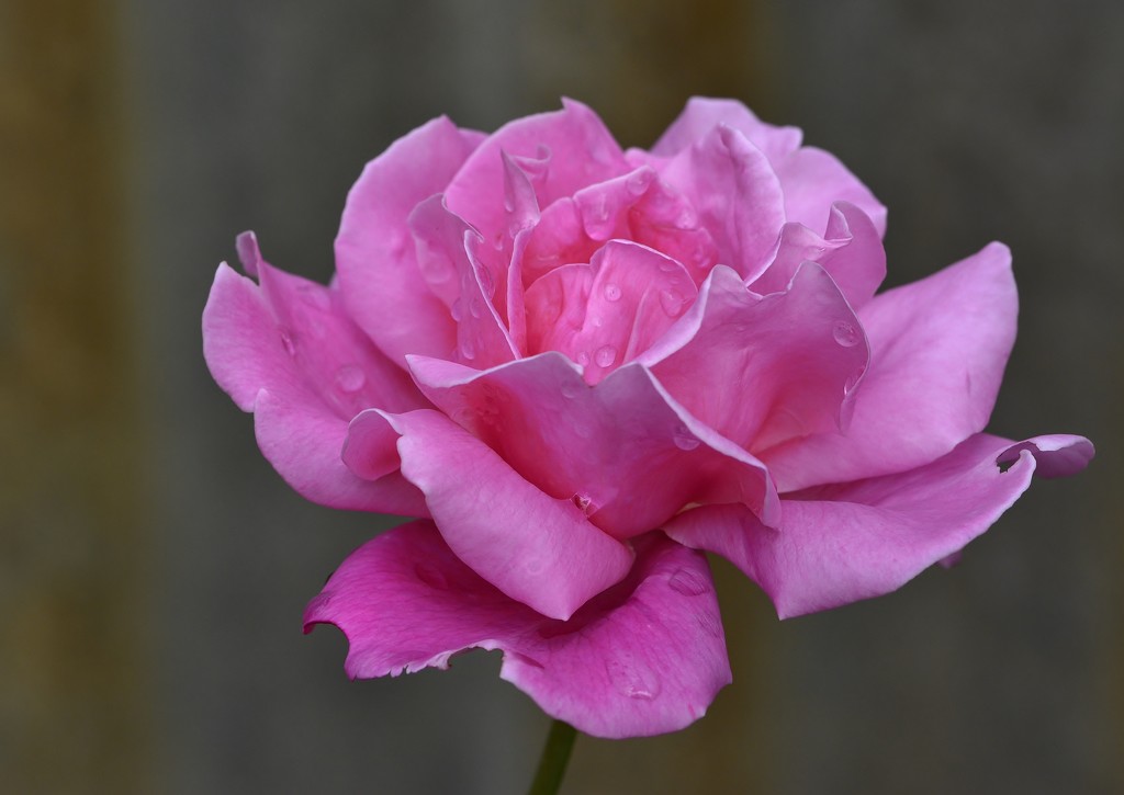 Yesterday's Rose, Today_DSC1426 by merrelyn