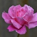 Yesterday's Rose, Today_DSC1426 by merrelyn