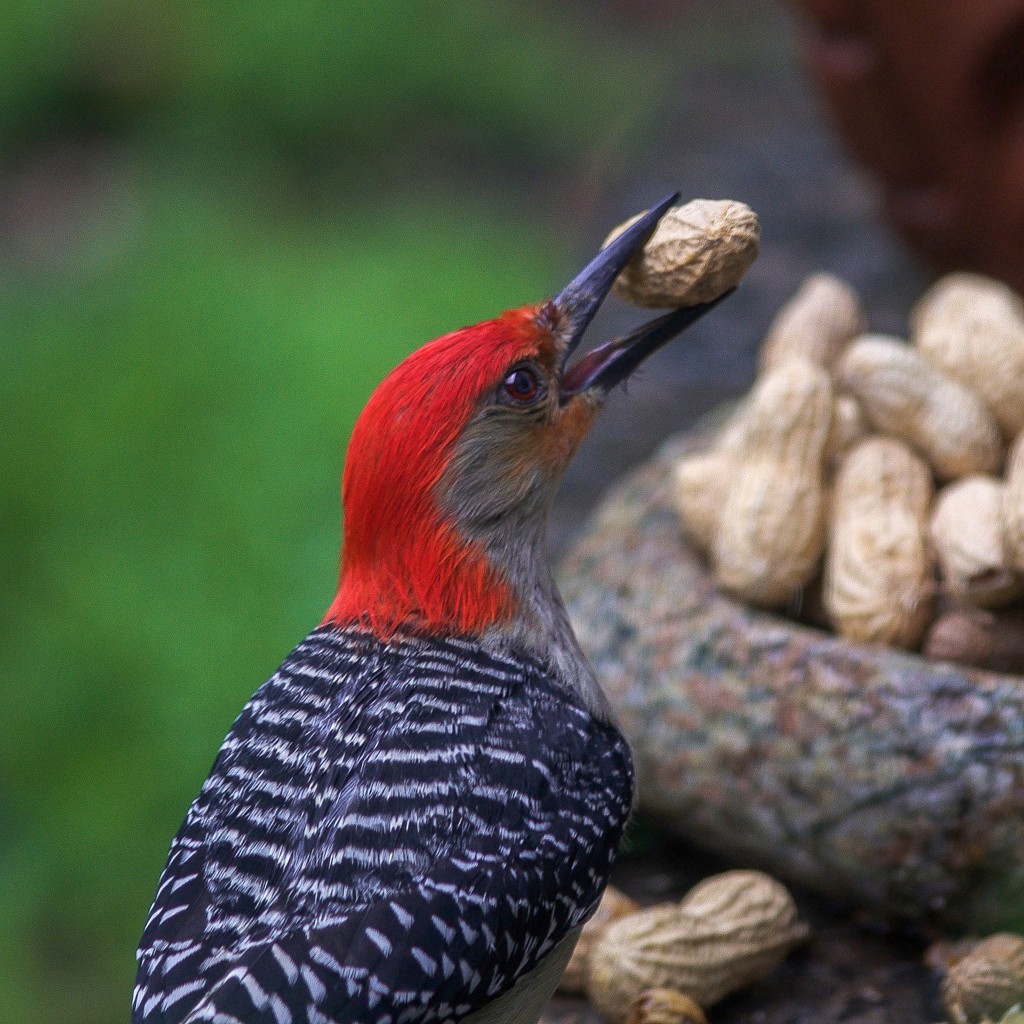 Red Bellied Woodpecker and his peanut by berelaxed