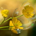 Bubbles and buttercups.... on 365 Project