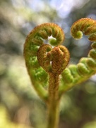 27th May 2017 - Heart ferns 