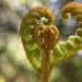 Heart ferns  by cocobella