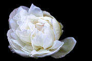 27th May 2017 - White Peony Rose