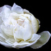 White Peony Rose by jamibann