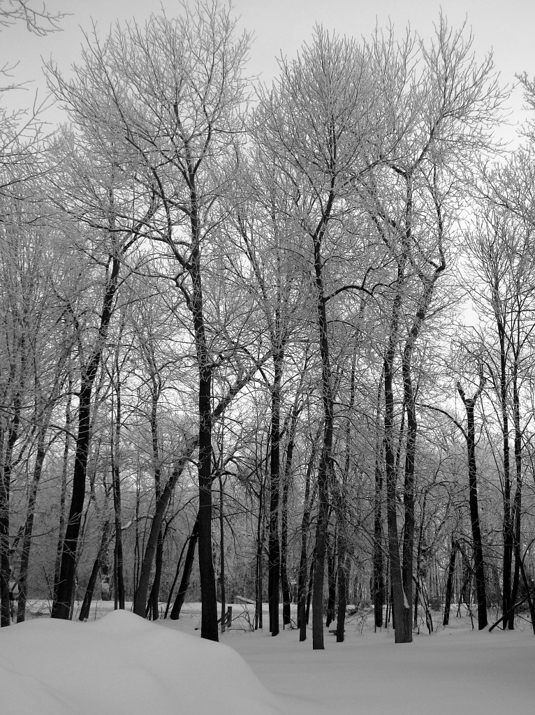 Snowy trees by dakotakid35