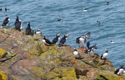 26th May 2017 -  Puffins on Skomer