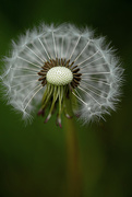 26th May 2017 - Dandelion Wishes!