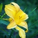 Yellow Day Lily-LHG_7879  by rontu