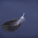 Black Swan Feather-LHG_7889  by rontu