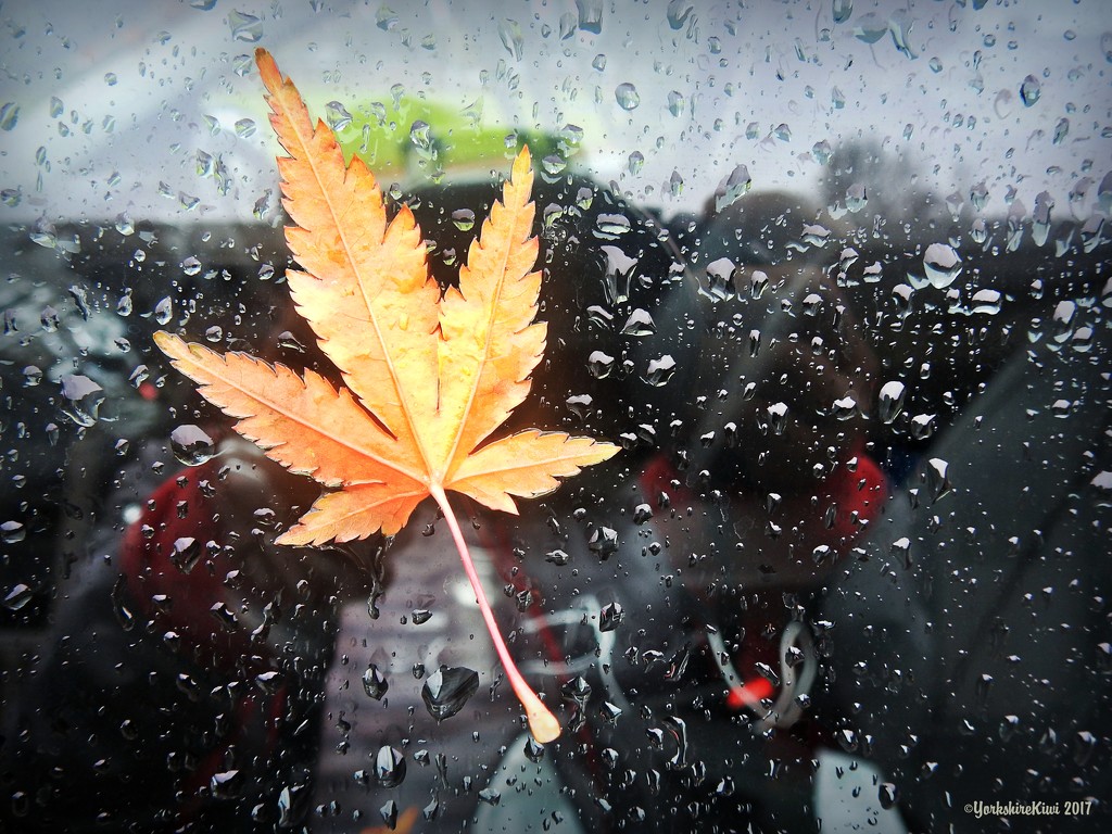 Leaf on the window by yorkshirekiwi