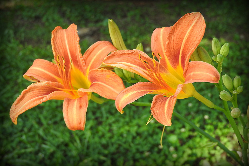 Park Lilies! by homeschoolmom