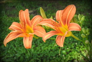 26th May 2017 - Park Lilies!