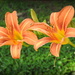 Park Lilies! by homeschoolmom