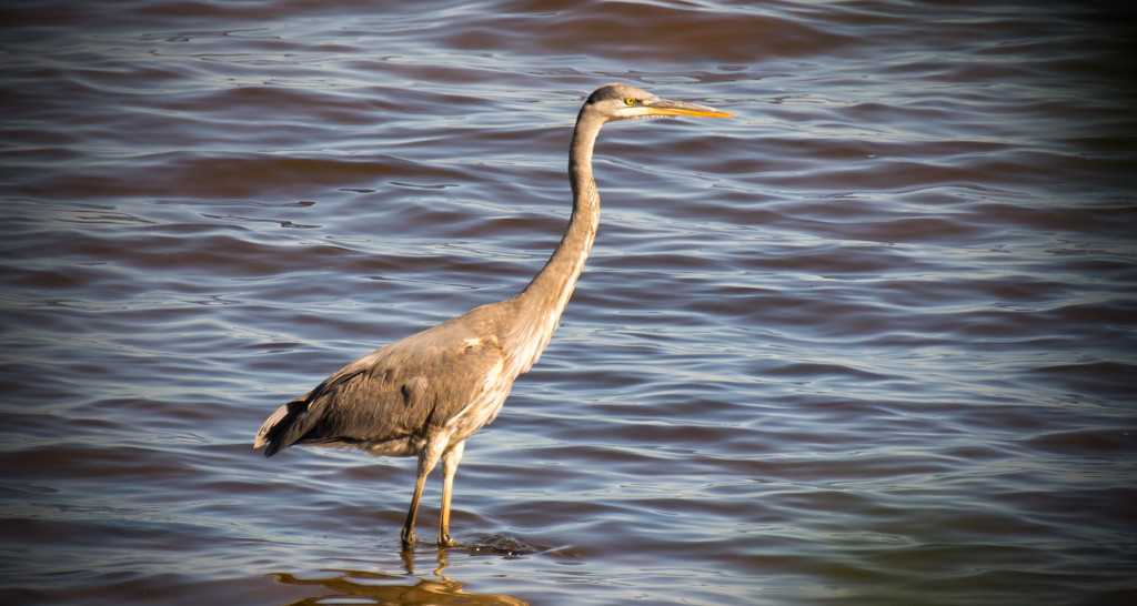 Blue Heron Wading the Shallows! by rickster549