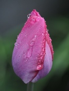 26th May 2017 - After the Rain  - 1 - Tulip