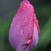 After the Rain  - 1 - Tulip by selkie
