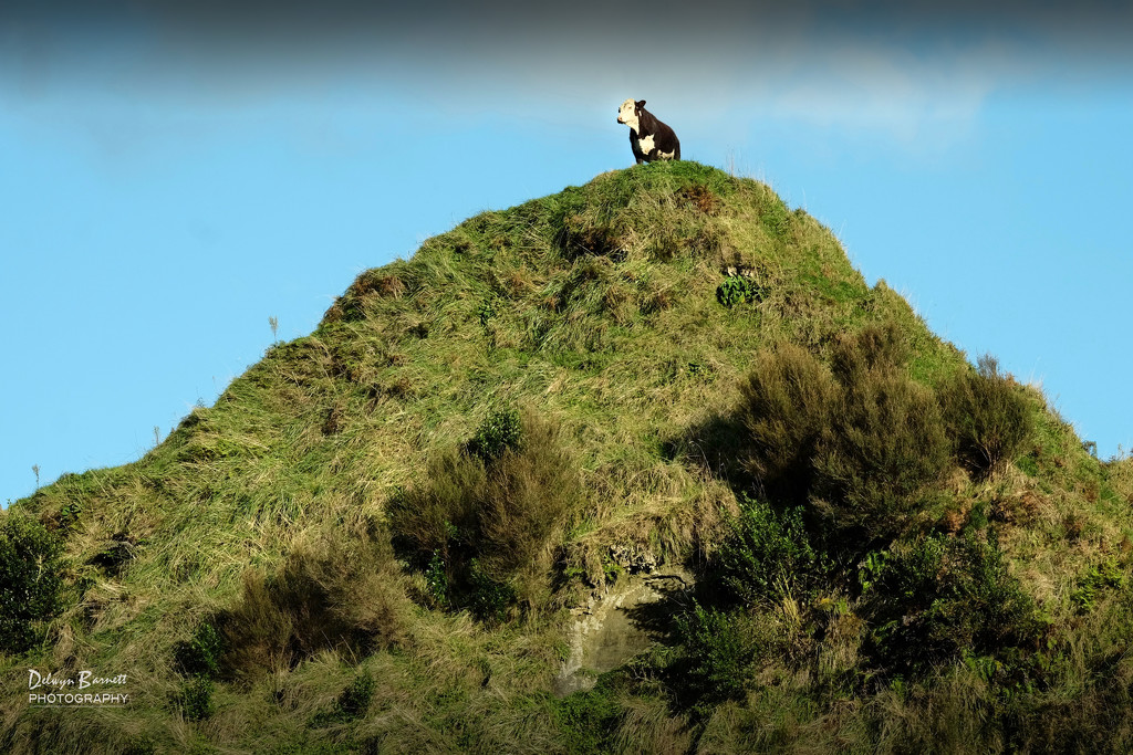 Why would a bull climb a hill? by dkbarnett