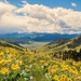 National Bison Range and Balsam Root by 365karly1