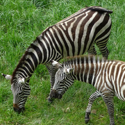 26th May 2017 - Zebras (captive)