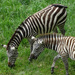 Zebras (captive) by annepann