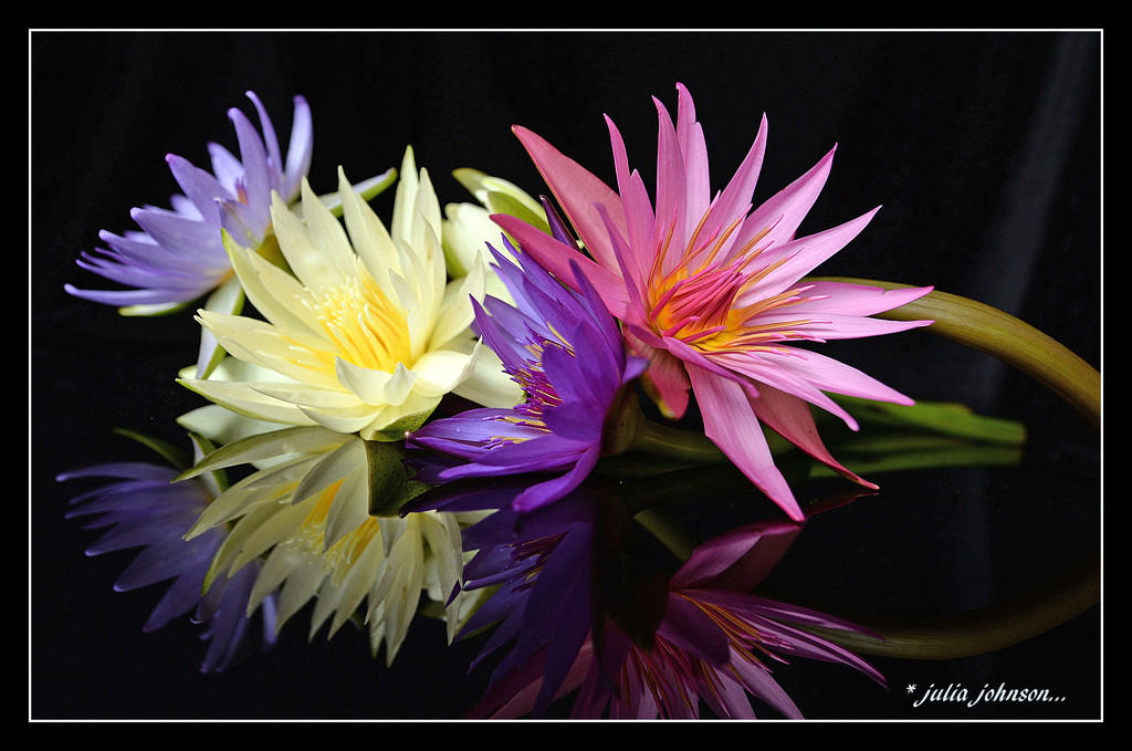 Colourful Waterlily's.. by julzmaioro