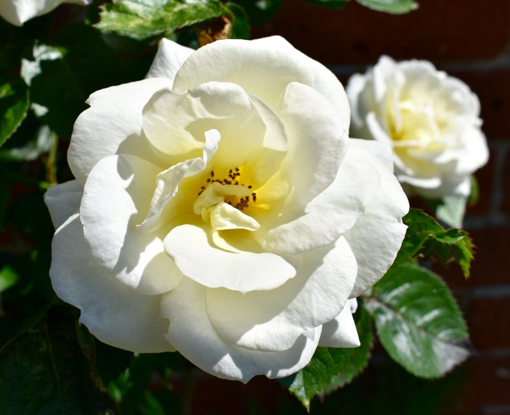 White Rose by gillian1912
