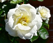 27th May 2017 - White Rose