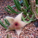 This was the prettiest cactus flower I have ever seen Stapelia Gigantea by 777margo