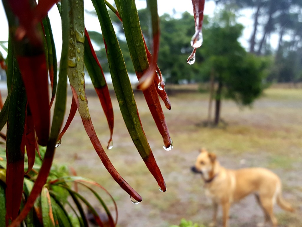 Light drizzle this morning by eleanor