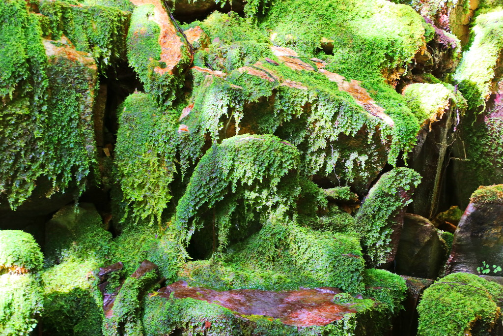 Moss Garden 1 - Carnarvon Gorge by terryliv