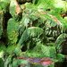 Moss Garden 1 - Carnarvon Gorge by terryliv