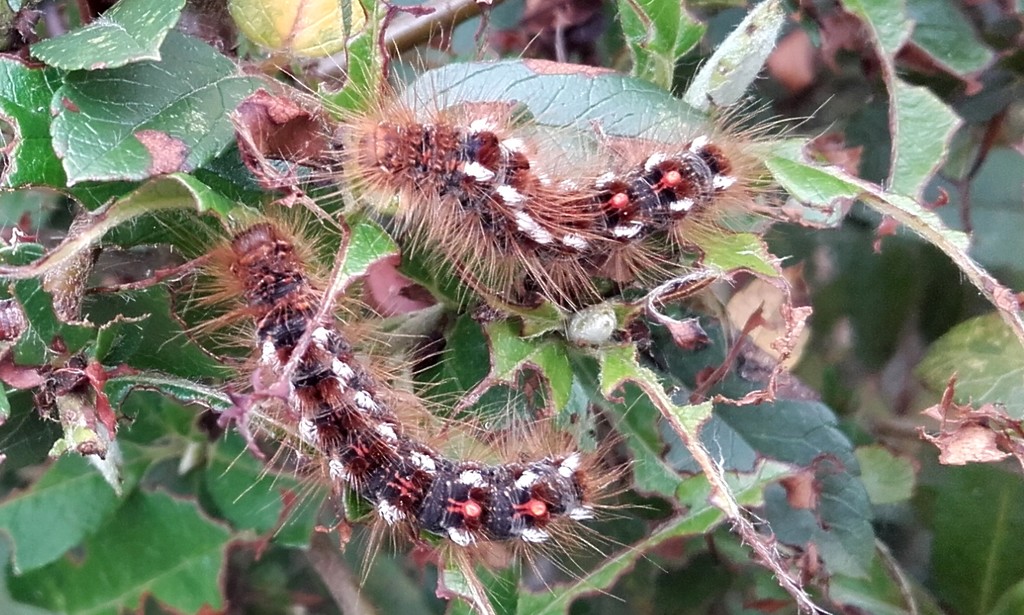 Yellow-tail moth caterpillars  by busylady