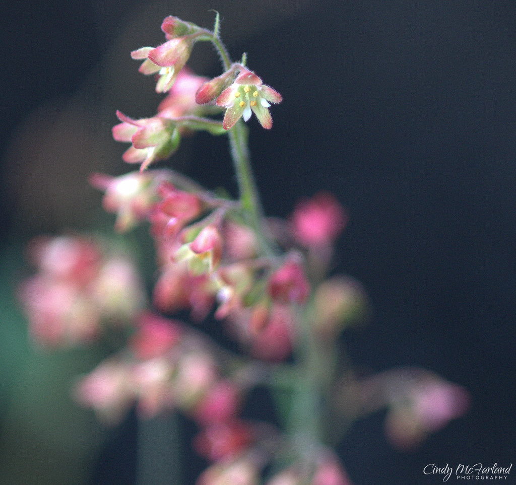 Soft pink petals by cindymc