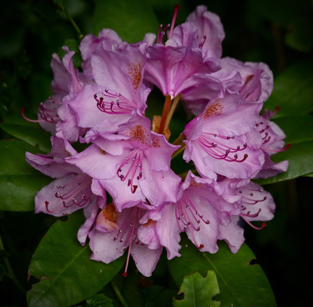 Pretty rhododendron  by orchid99