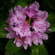 27th May 2017 - Pretty rhododendron 