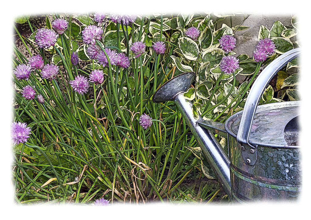 Chives in the Garden by megpicatilly