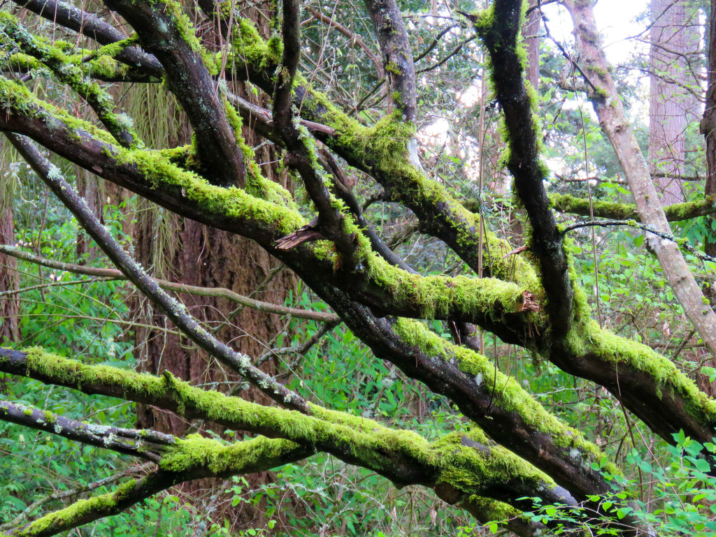Mossy Branches by seattlite