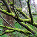 Mossy Branches by seattlite