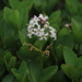 Bogbean by lifeat60degrees
