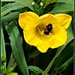A Bee being a Bee... by soylentgreenpics